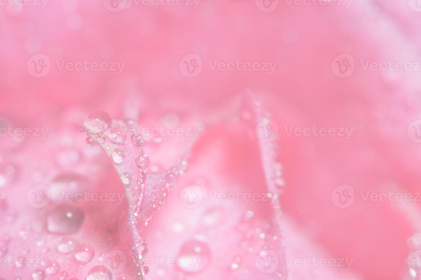 Wassertropfen auf Rosenblättern foto