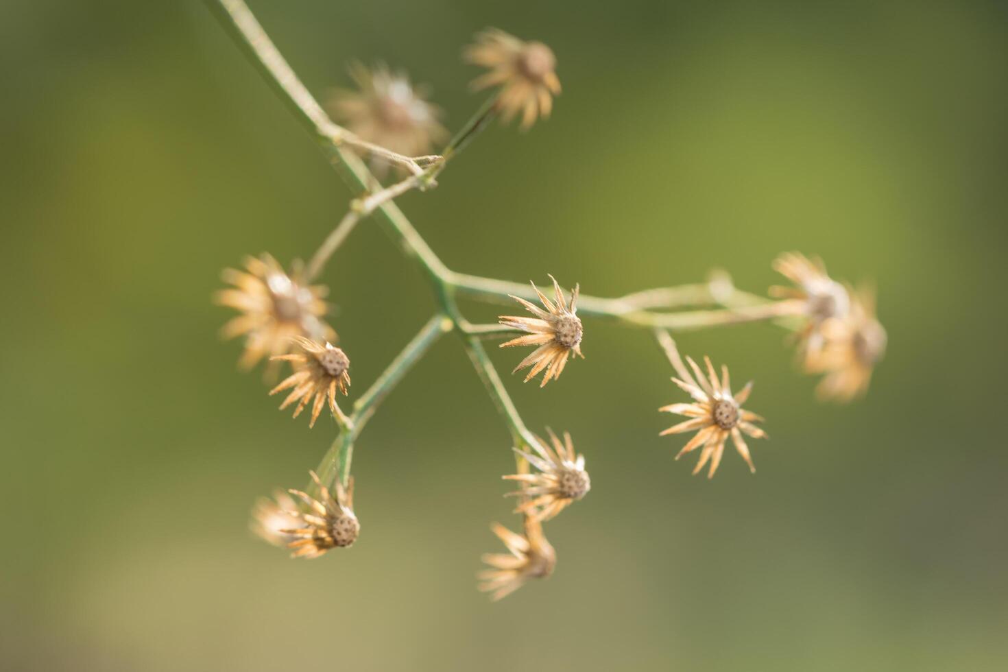 wilde Blume Nahaufnahme foto