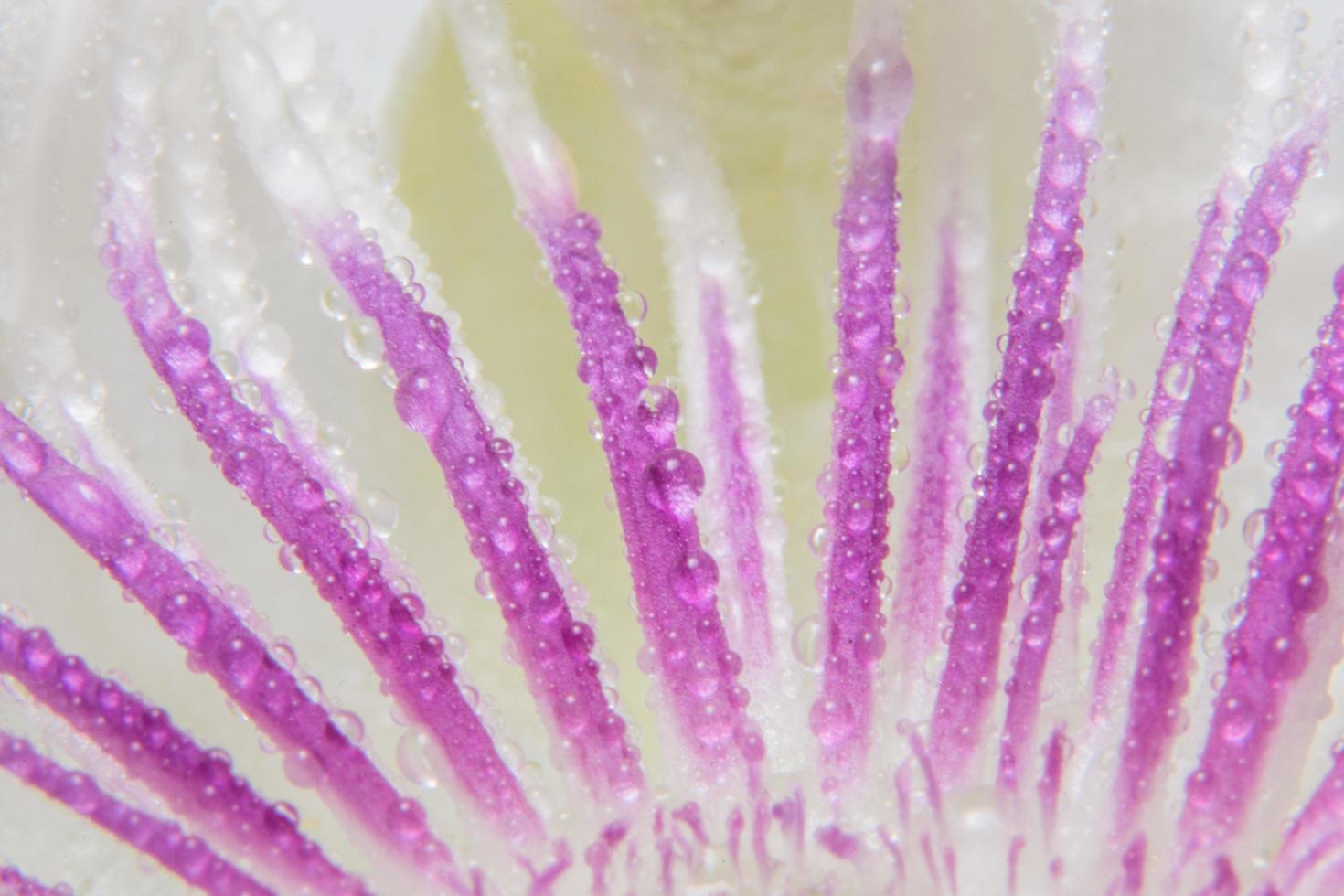 Wassertropfen auf lila Blütenblättern foto