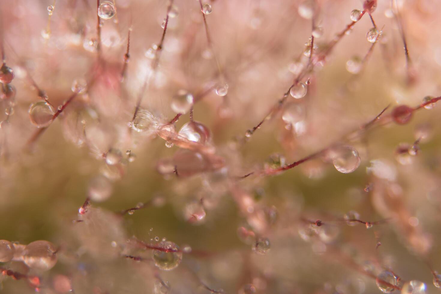 Wassertropfen auf wilden Blumen, unscharfer Hintergrund foto