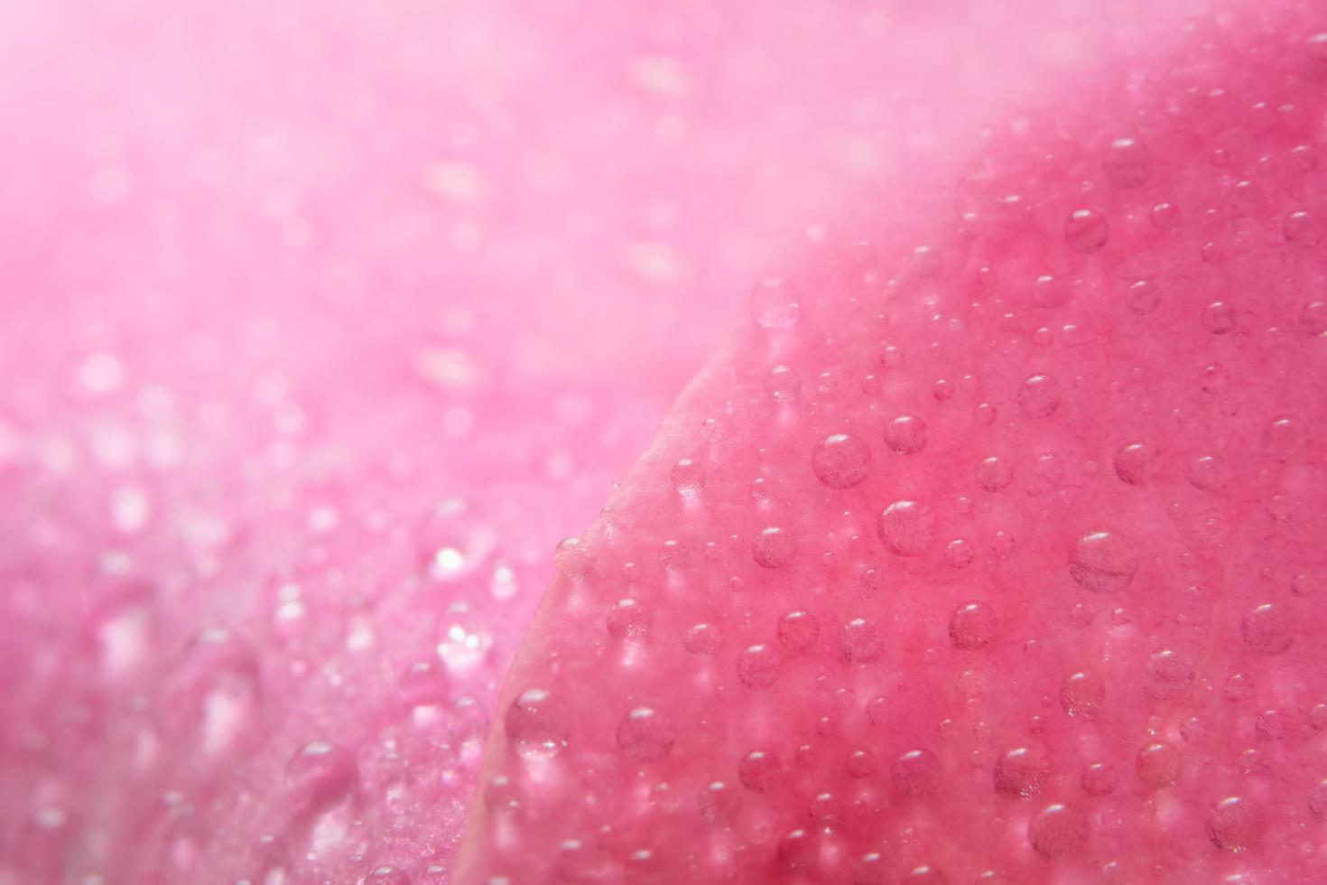 Wassertropfen auf den Blütenblättern einer rosa Rose foto