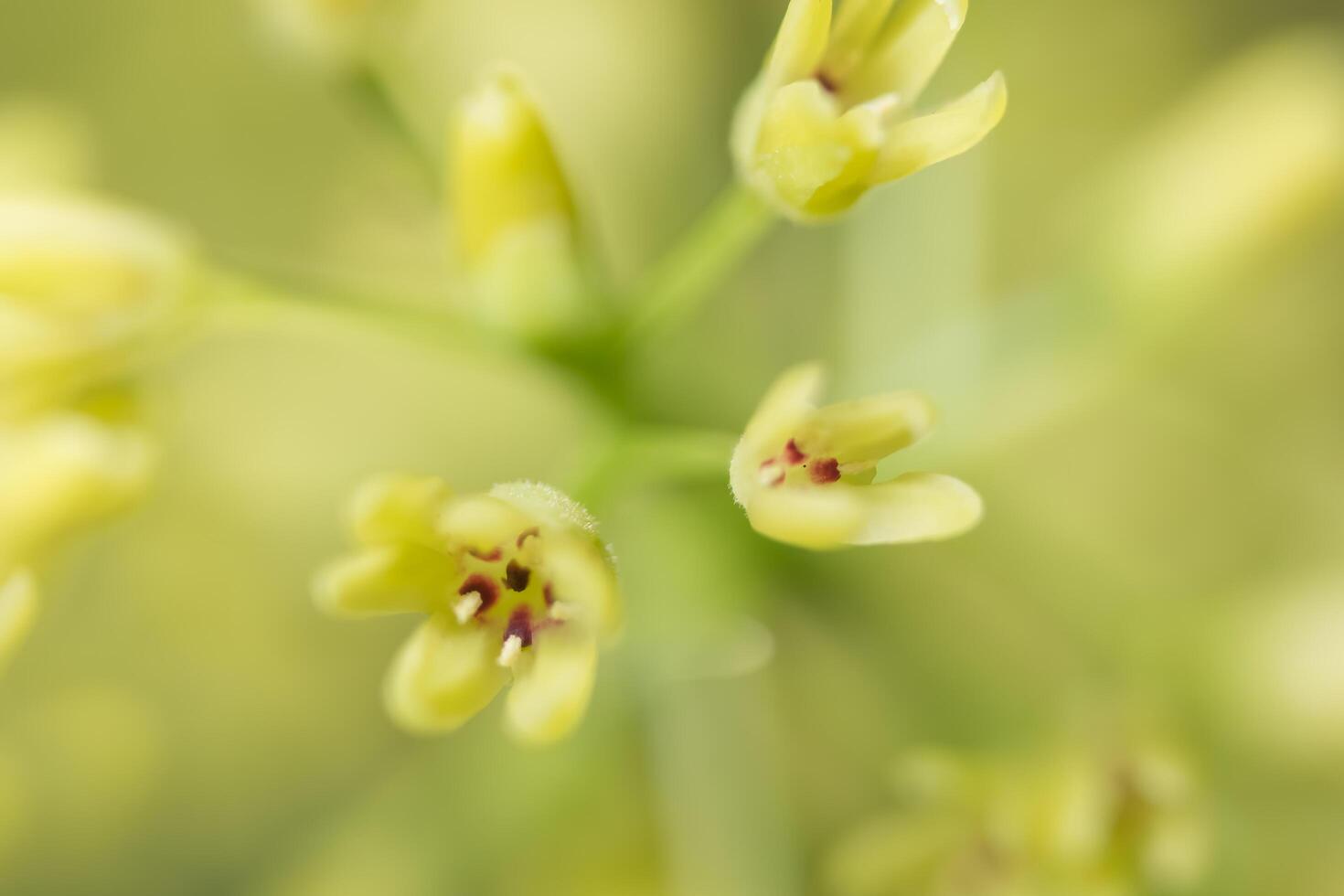 Wildblumen-Nahaufnahmefoto foto