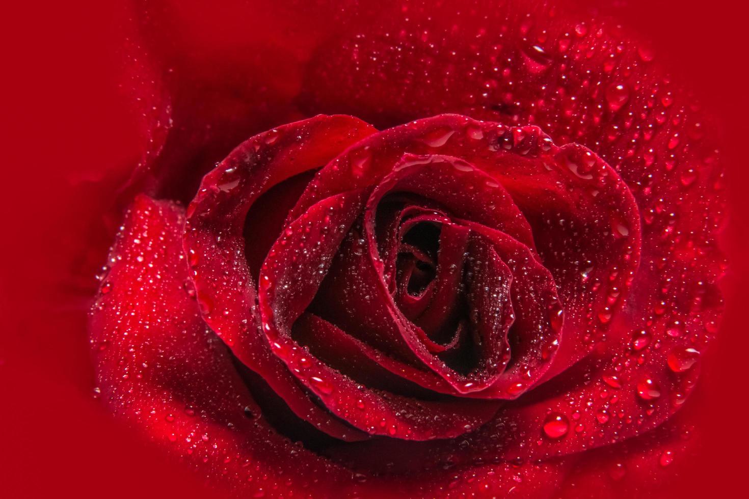 Wassertropfen auf eine rote Rose foto