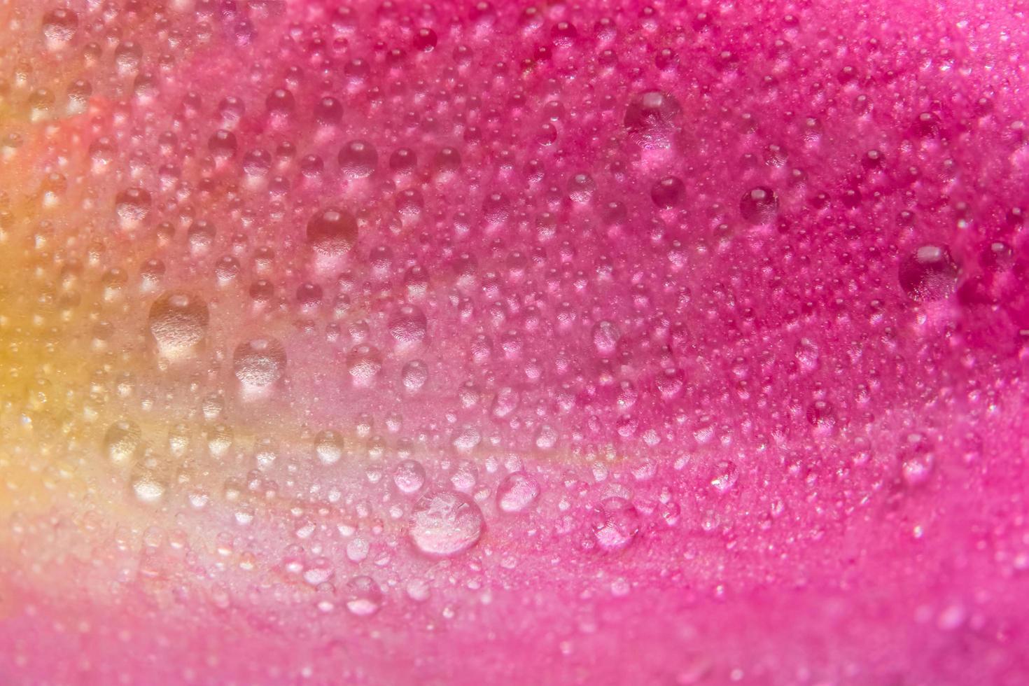 Wassertropfen auf den Blütenblättern einer rosa Rose foto