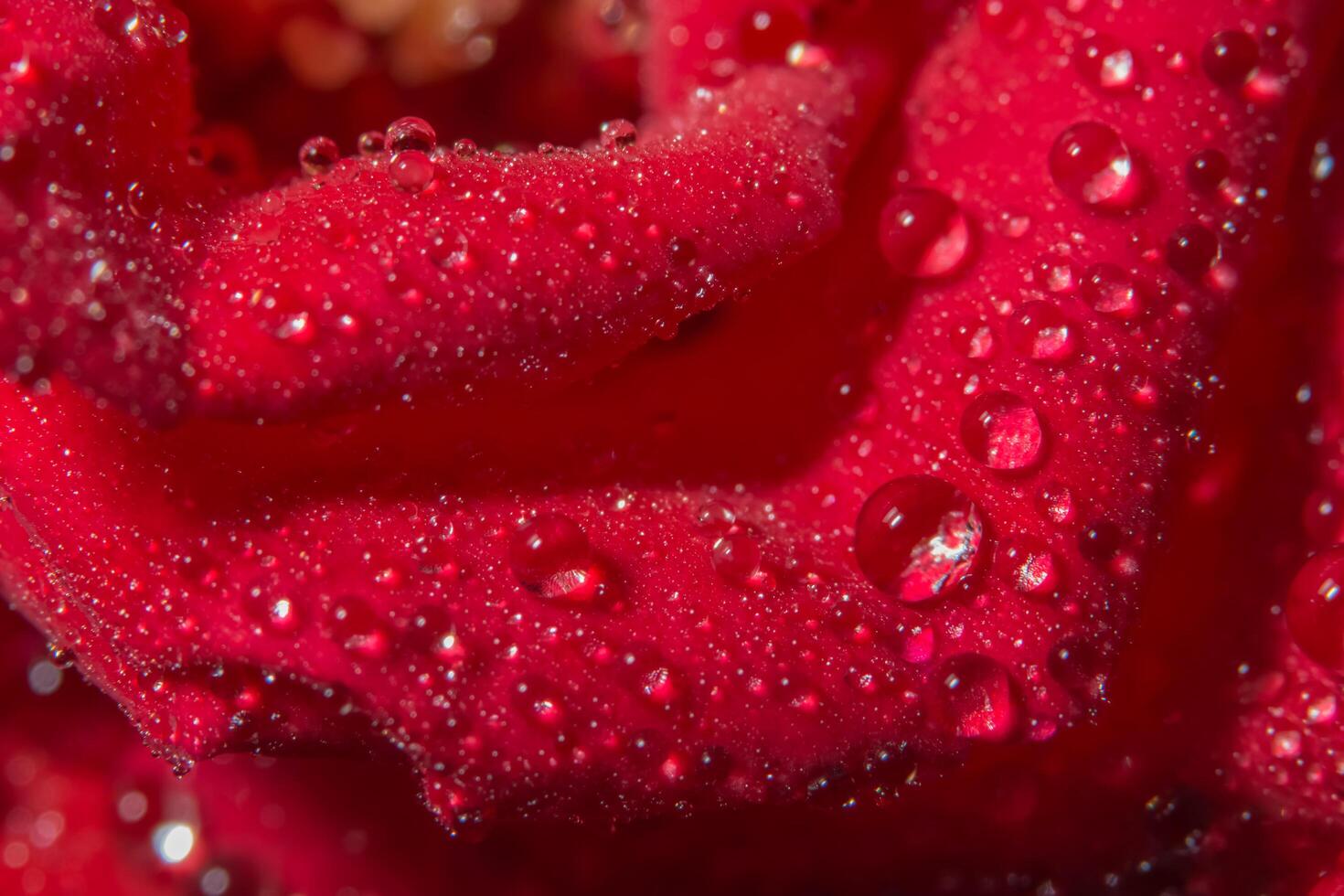 Wassertropfen auf eine rote Rose foto