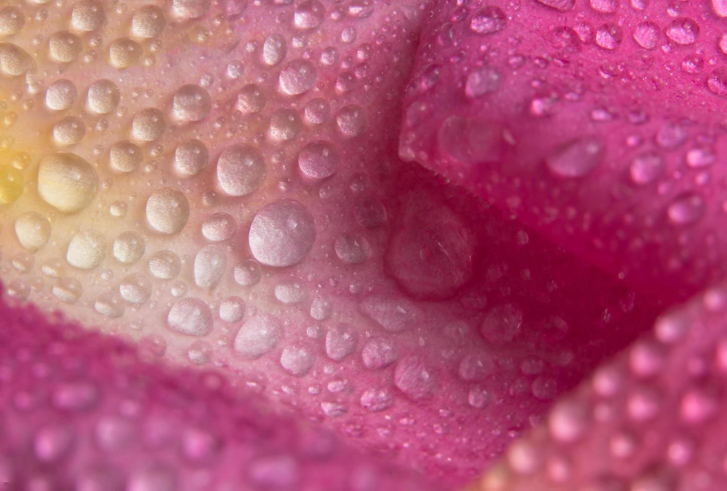 Wassertropfen auf den Blütenblättern einer rosa Rose foto