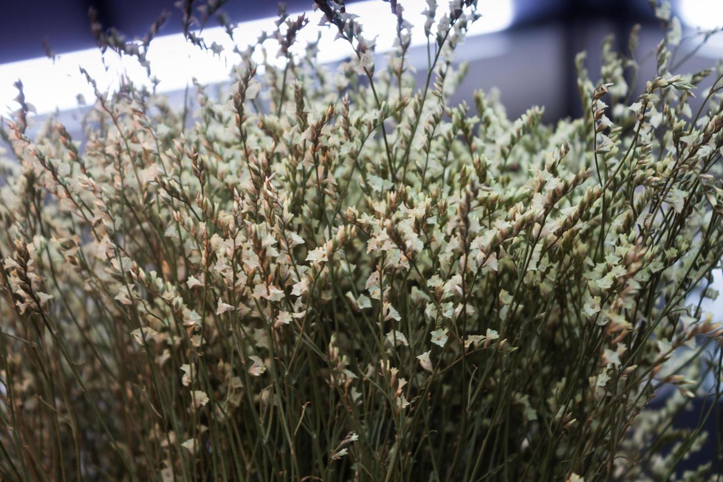 Nahaufnahme von getrockneten Blumen foto