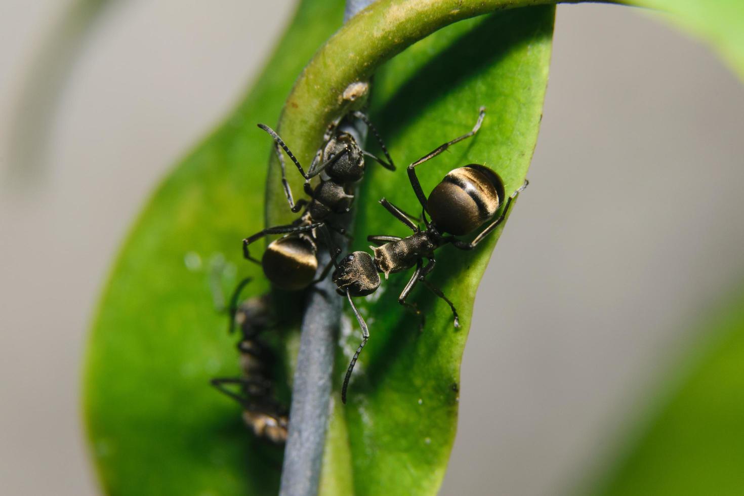 Ameisen auf einer Pflanze foto