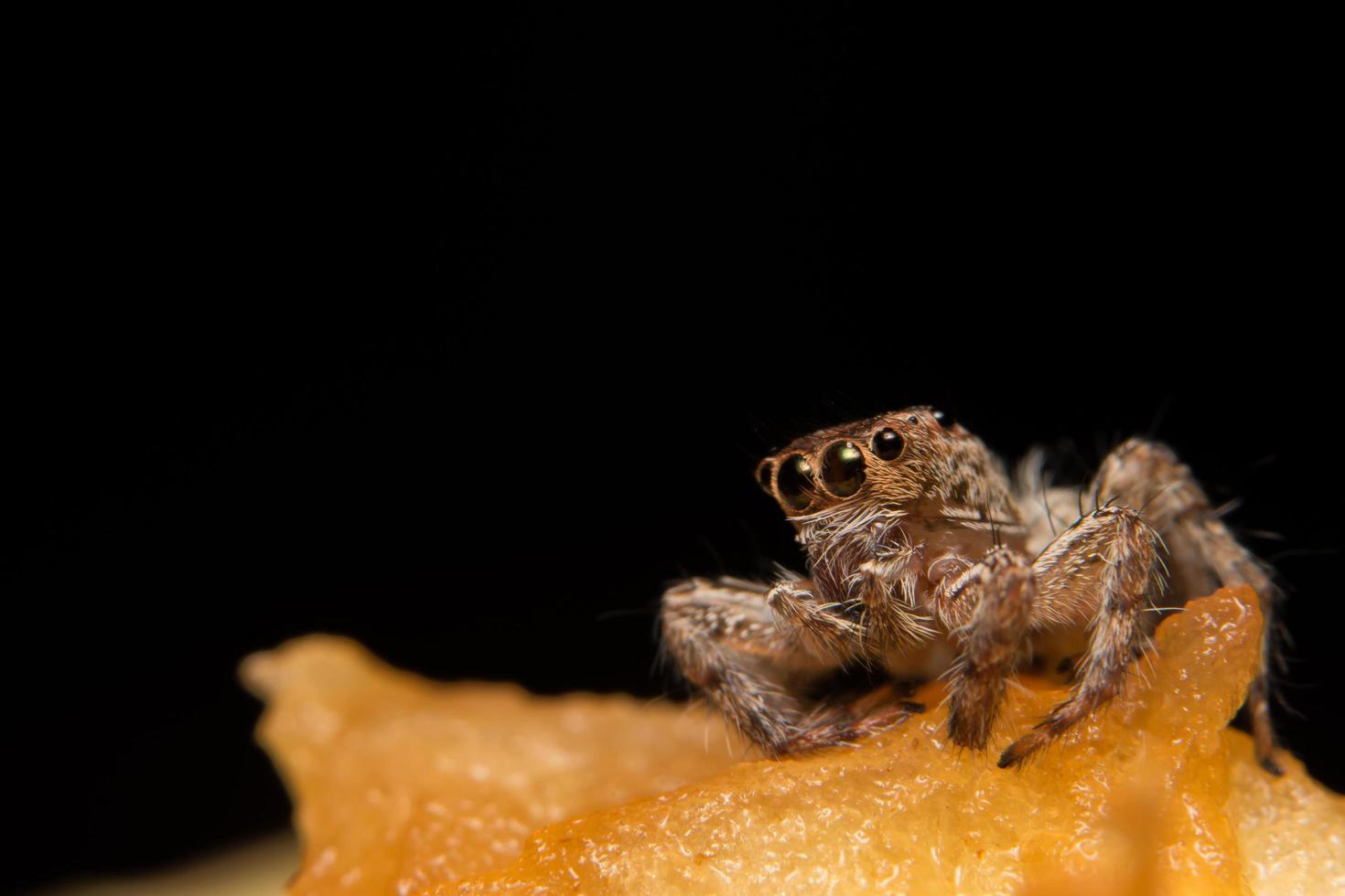 Hyllus Spinne Nahaufnahme foto