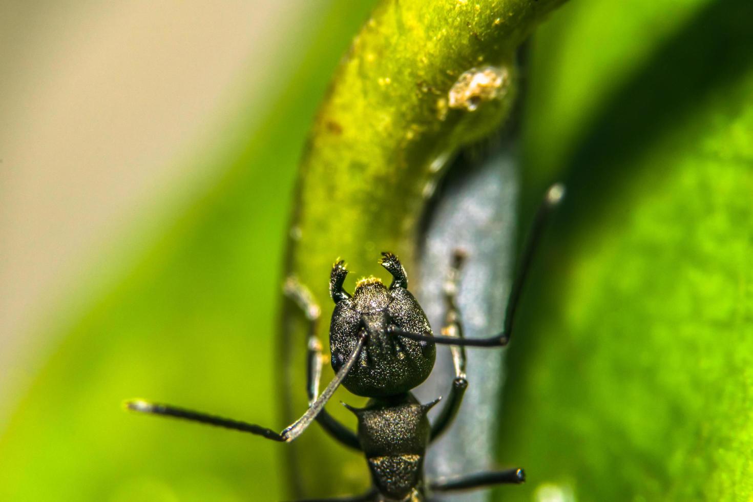 Ameise auf einer Pflanze foto