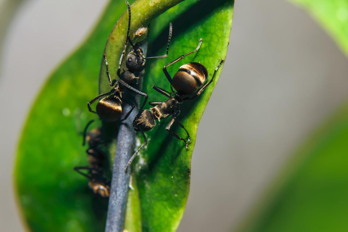 Ameisen auf einer Blume foto