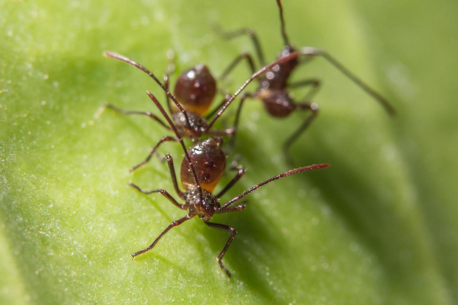 braune Ameisen auf einem Blatt foto