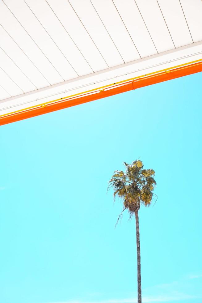 grüne Palme in einem blauen Himmel foto