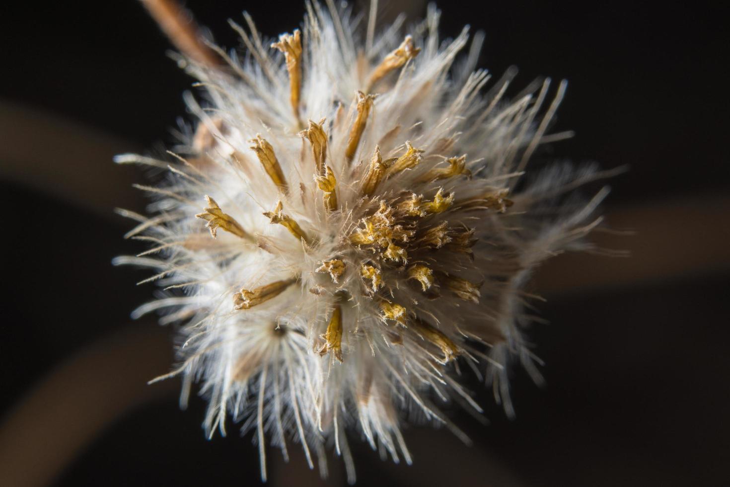 braune Wildblumen-Nahaufnahme foto