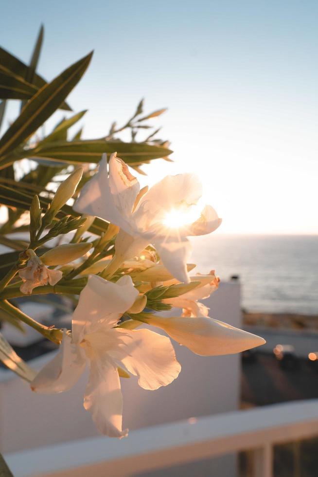 weiße Blüten mit Blättern foto