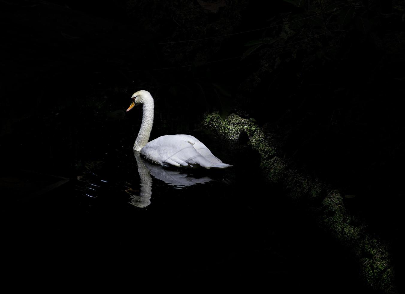 kontrastreicher weißer Schwan auf dem Gewässer foto