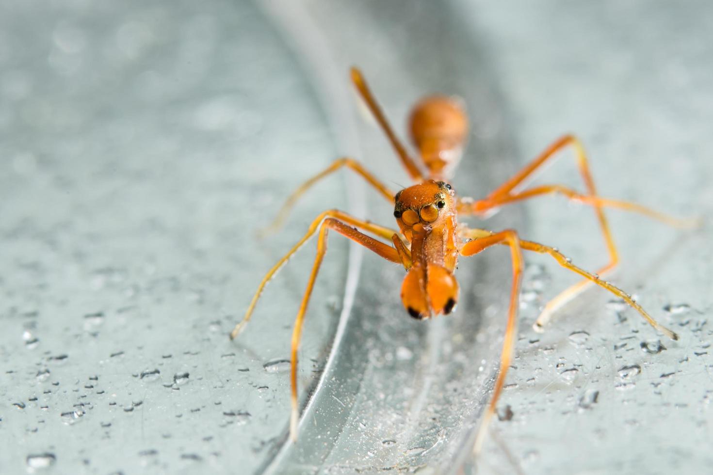 Kerengga Ameisen-ähnliche Pulloverspinne foto