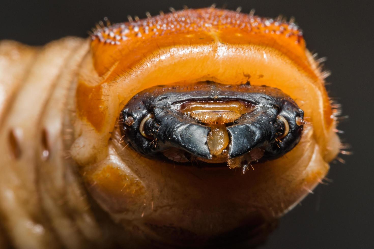 Käferwurm, Makro foto