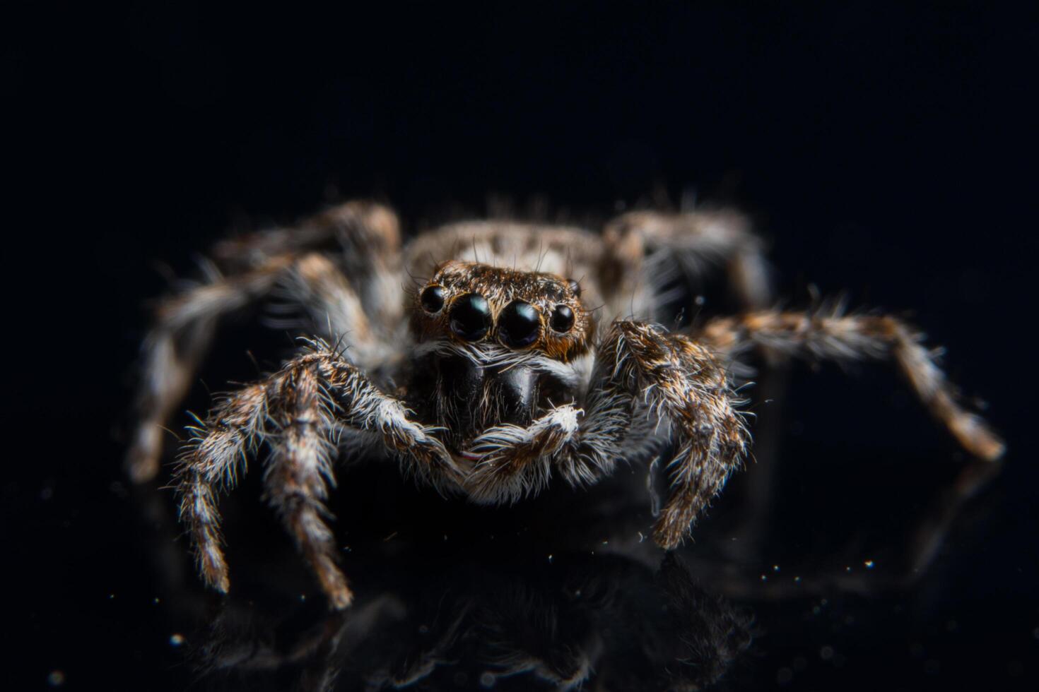 Spinne auf schwarzem Spiegel foto