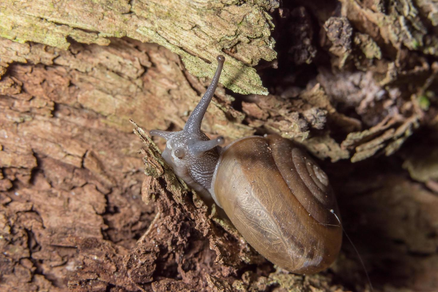 Schnecke auf einem Baum foto