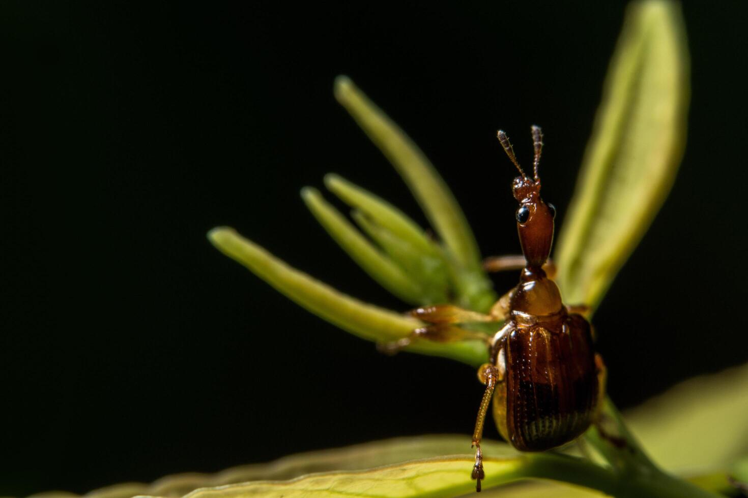 curculionoidea Insekt auf einem Blatt foto