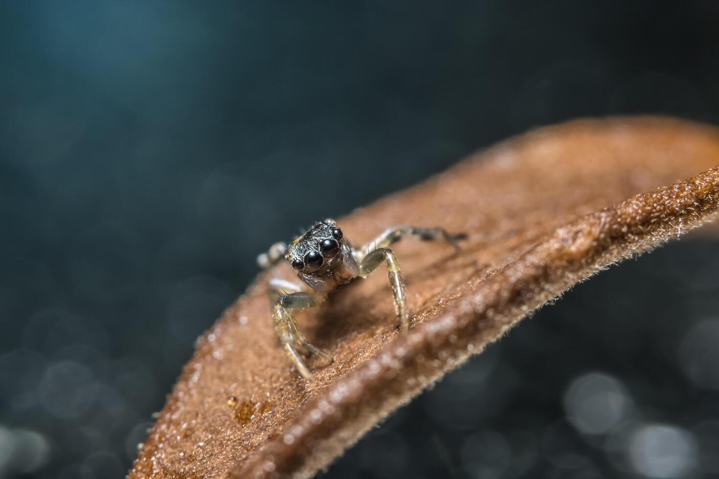 Spinne auf einem trockenen Zweig foto