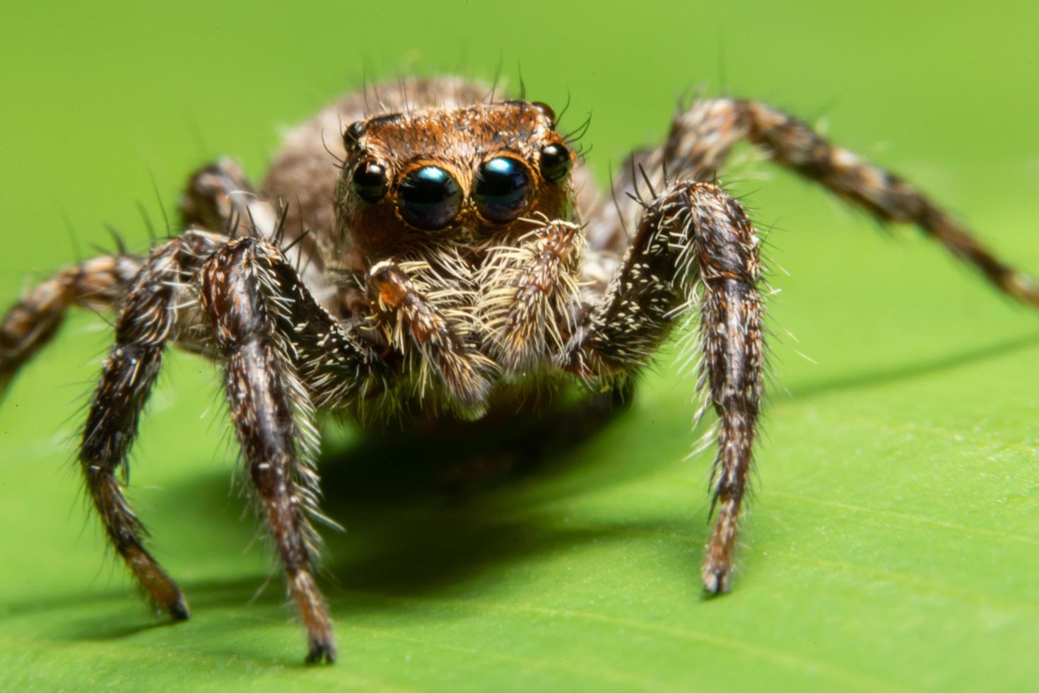 Spinne in der Natur foto