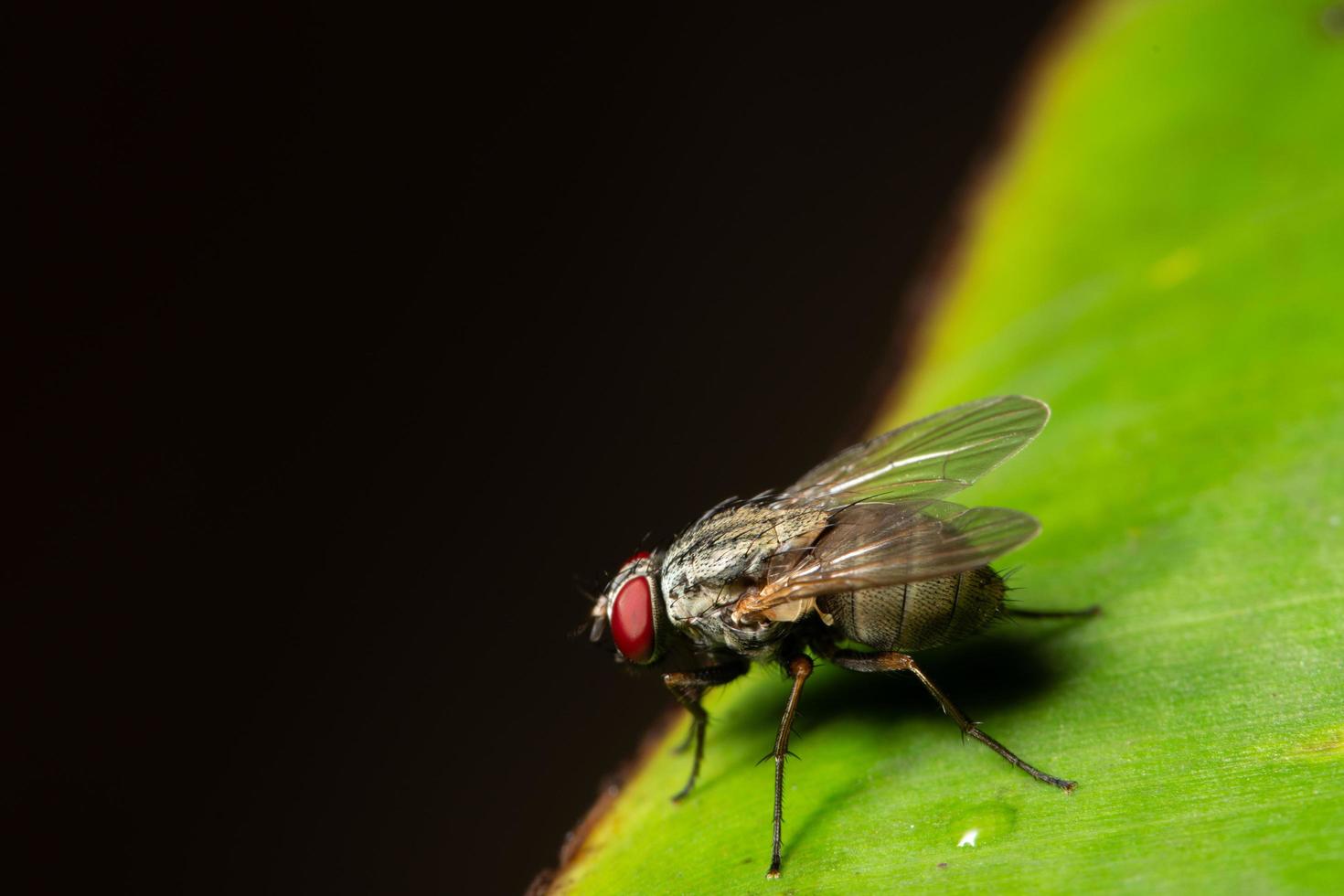 auf einem Blatt fliegen foto