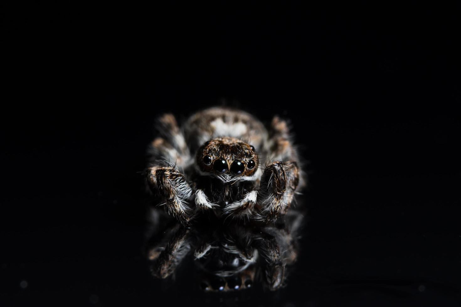 Spinne auf schwarzem Spiegel foto