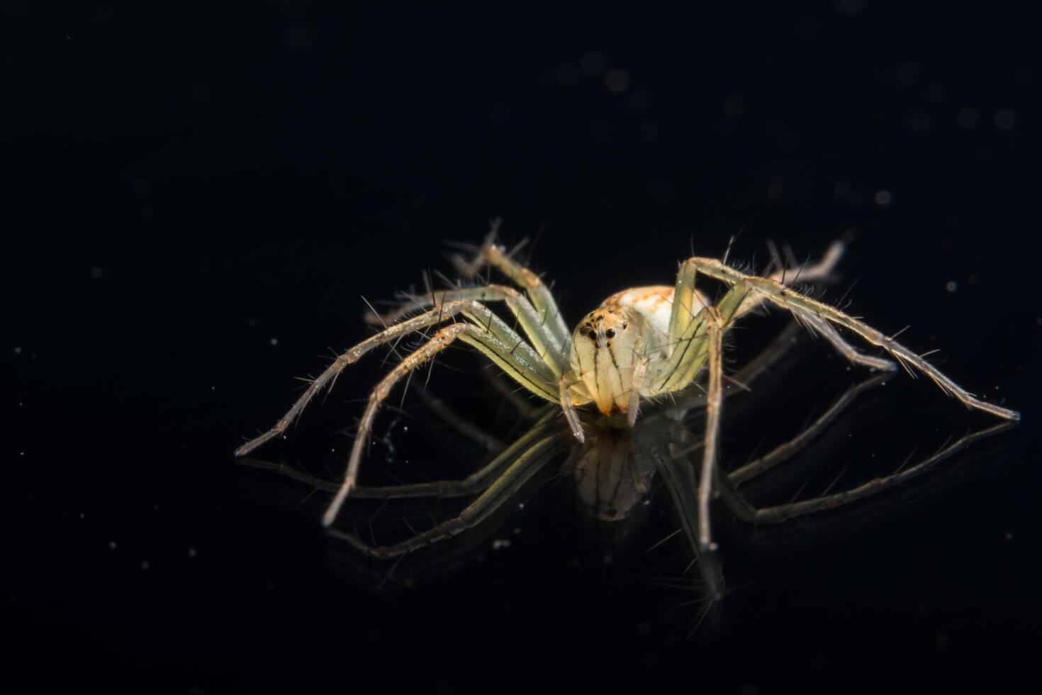 Spinne auf schwarzem Spiegel foto