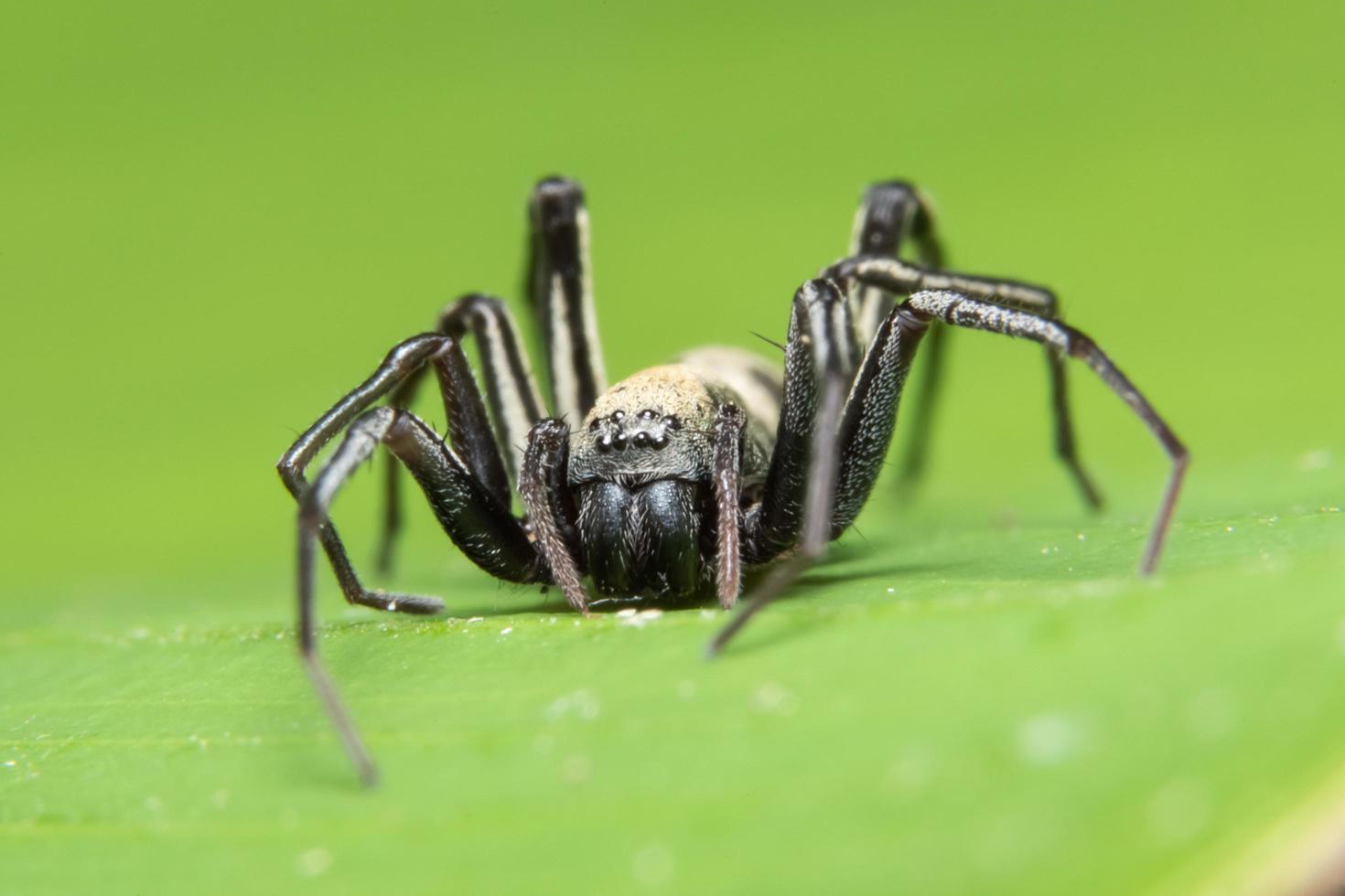 Spinne in der Natur foto