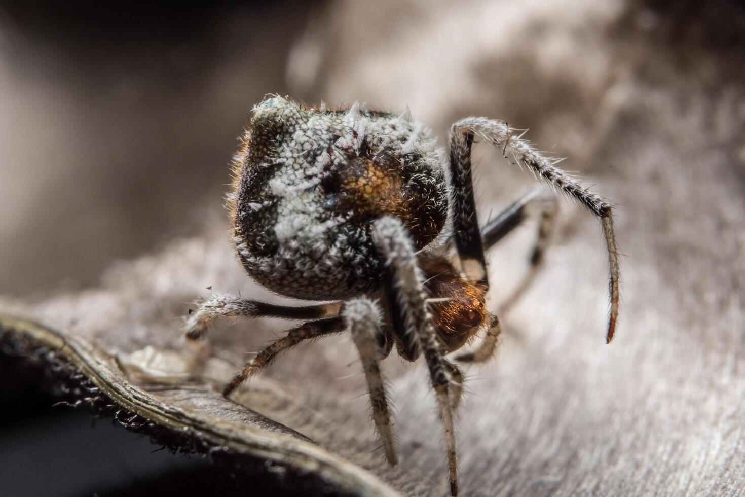 Spinne, Nahaufnahmefoto foto