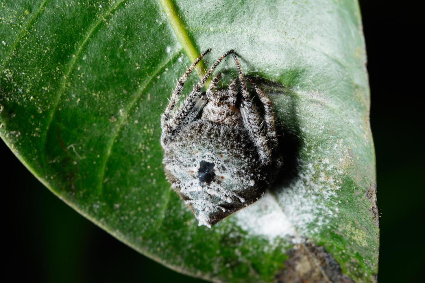 Spinne in der Natur foto