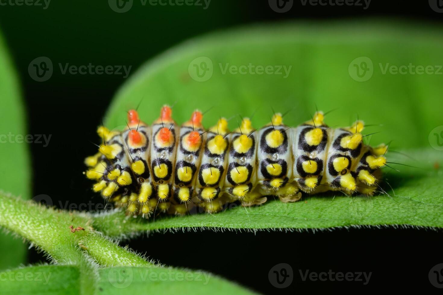 Wurm auf einem Blatt foto