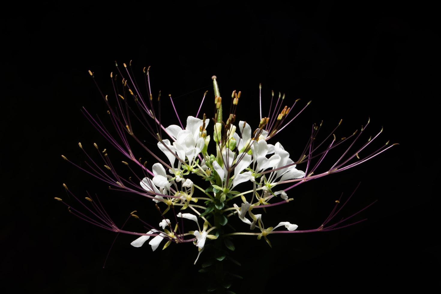 weiße wilde Blume foto