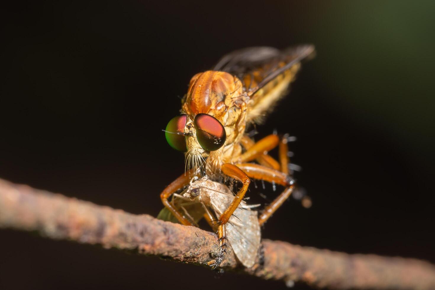 Räuber fliegen Nahaufnahme foto