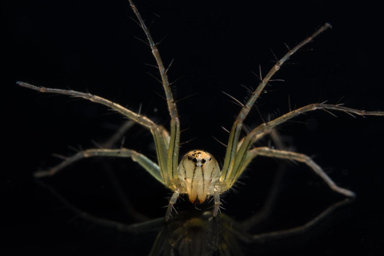 Spinne auf schwarzem Spiegel foto