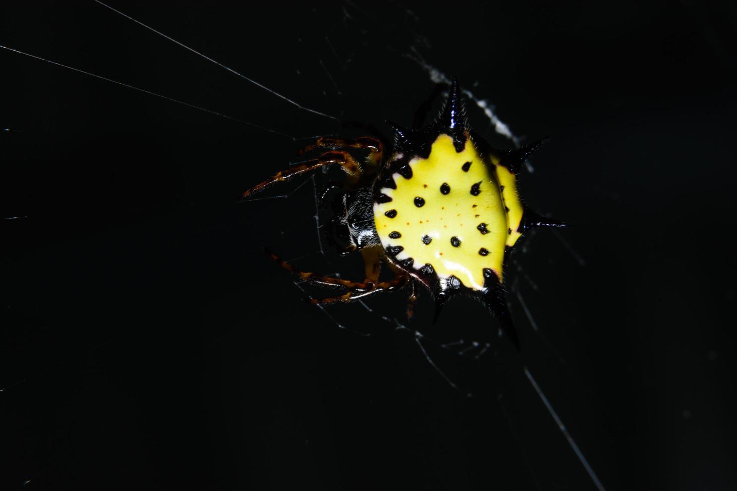 Spinne in der Natur foto