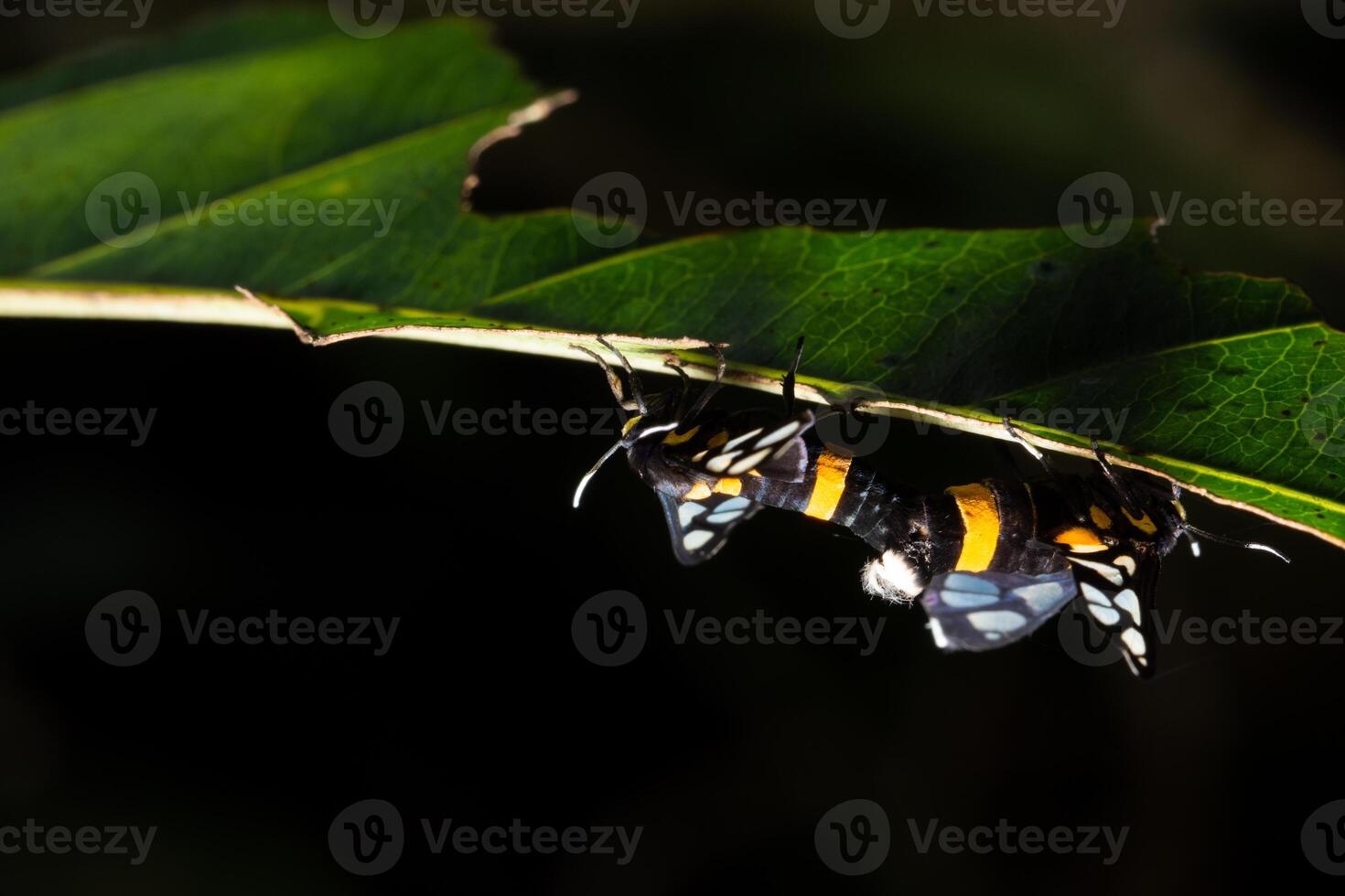 Schmetterlinge an einer Pflanze foto