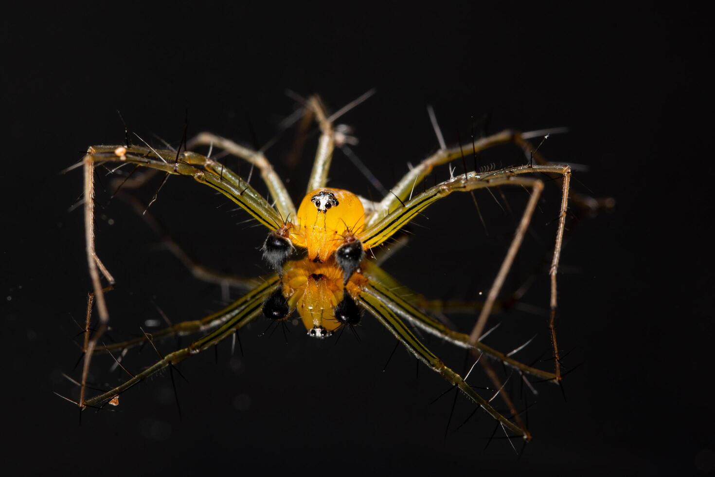 Spinne auf einem reflektierenden Hintergrund foto