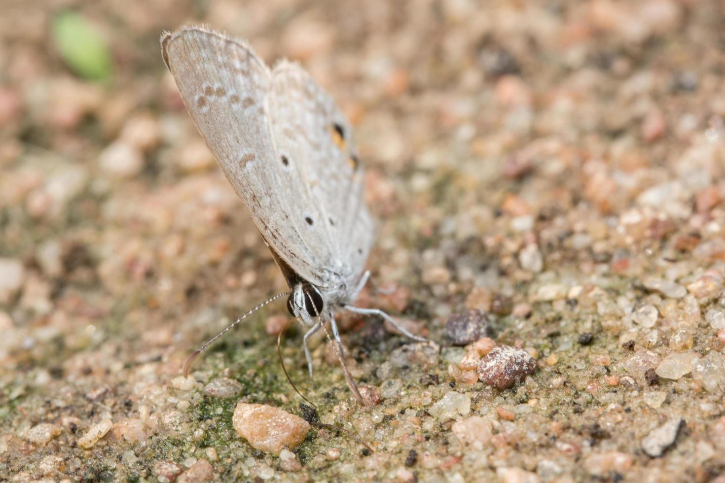 Schmetterling auf dem Boden foto