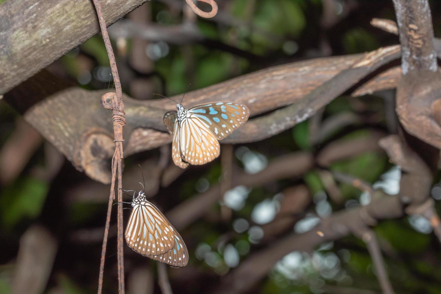 Schmetterlinge in der Natur foto