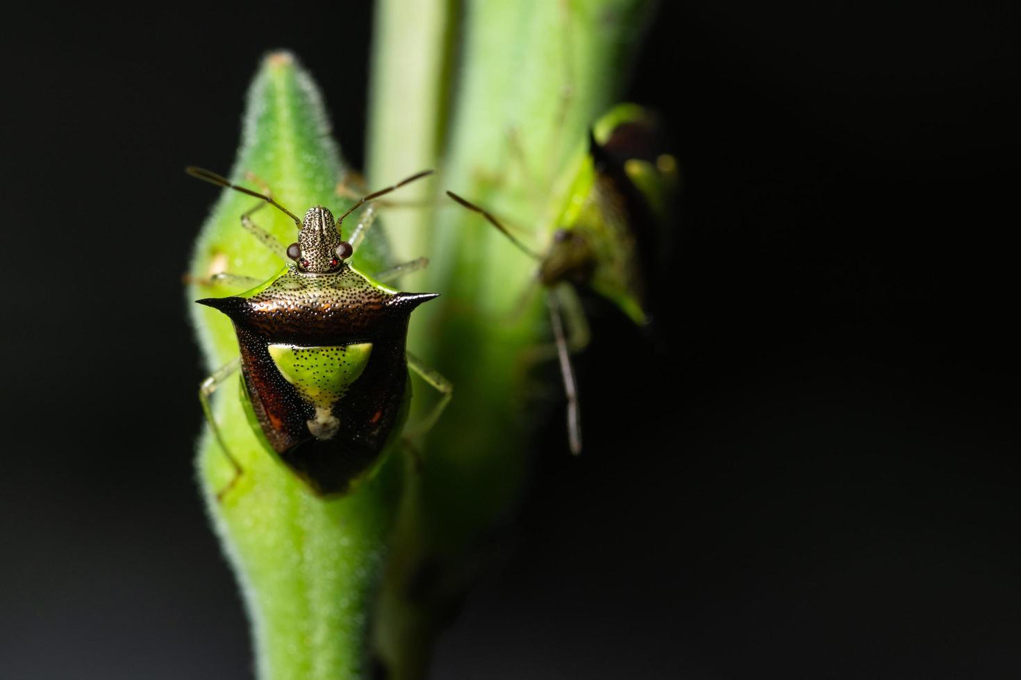 Hemiptera-Insekt auf Blatt foto