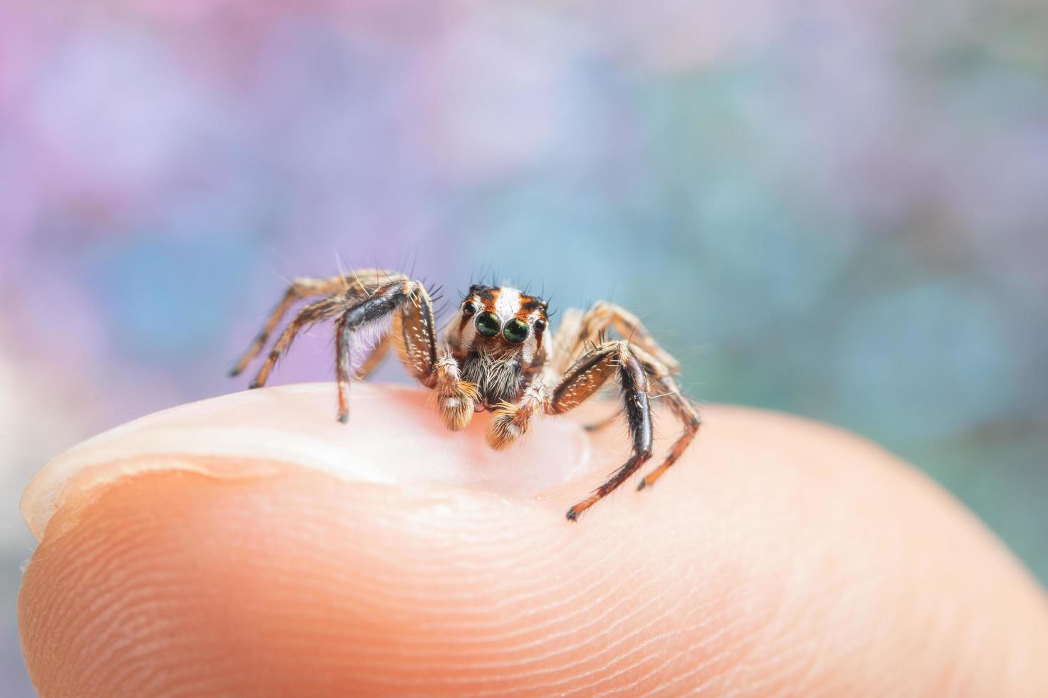 Spinne am Finger eines Mannes foto