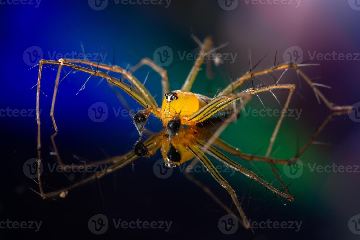 Spinne auf einem reflektierenden Hintergrund foto