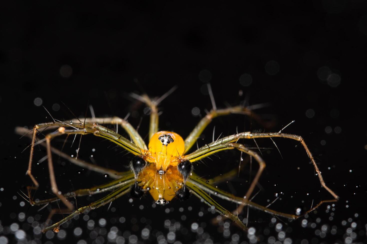 Spinne auf einem reflektierenden Hintergrund foto