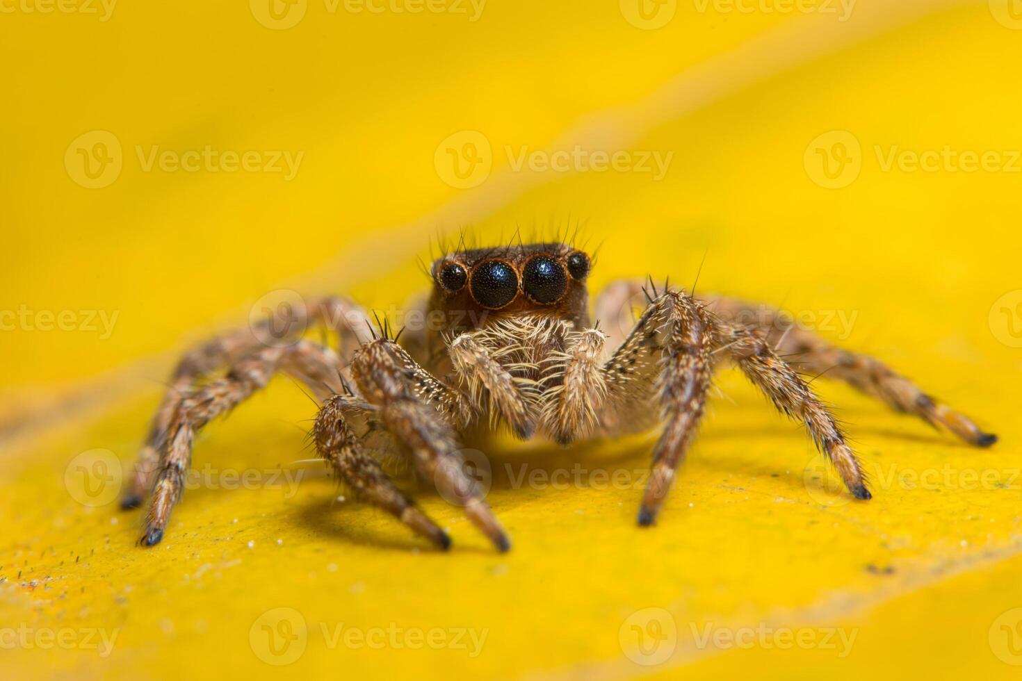 Spinne auf einem Blatt foto