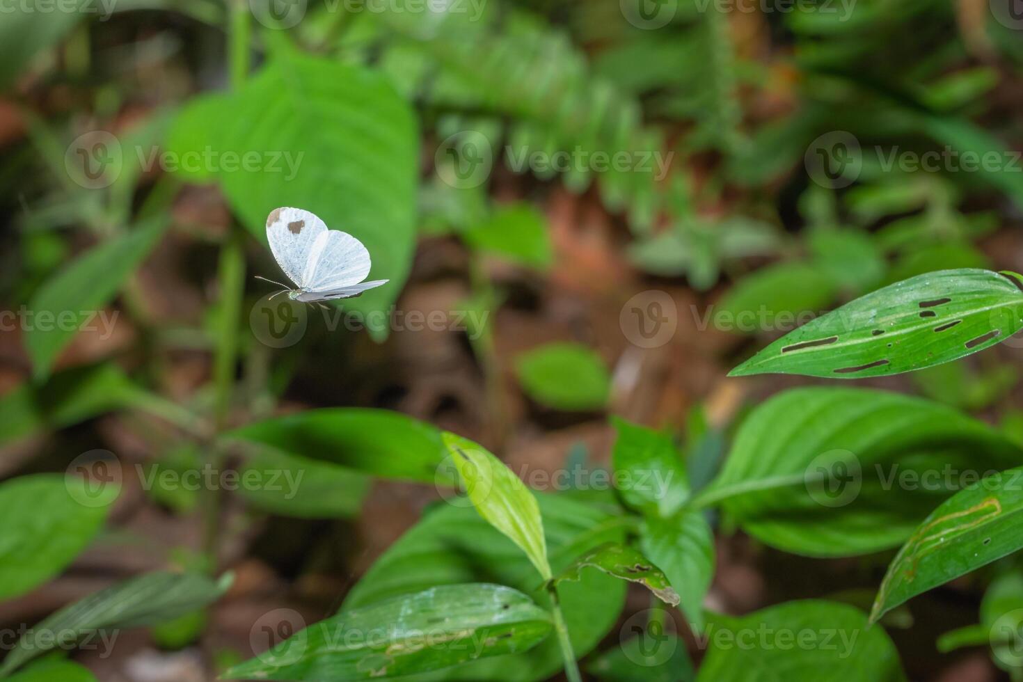 Schmetterling in der Natur foto