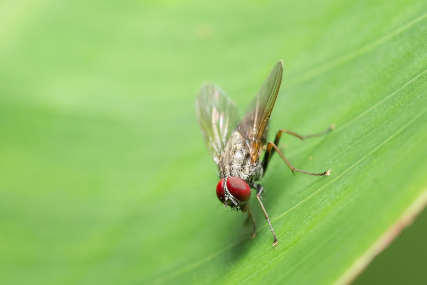 fliege auf grünem Blatt foto