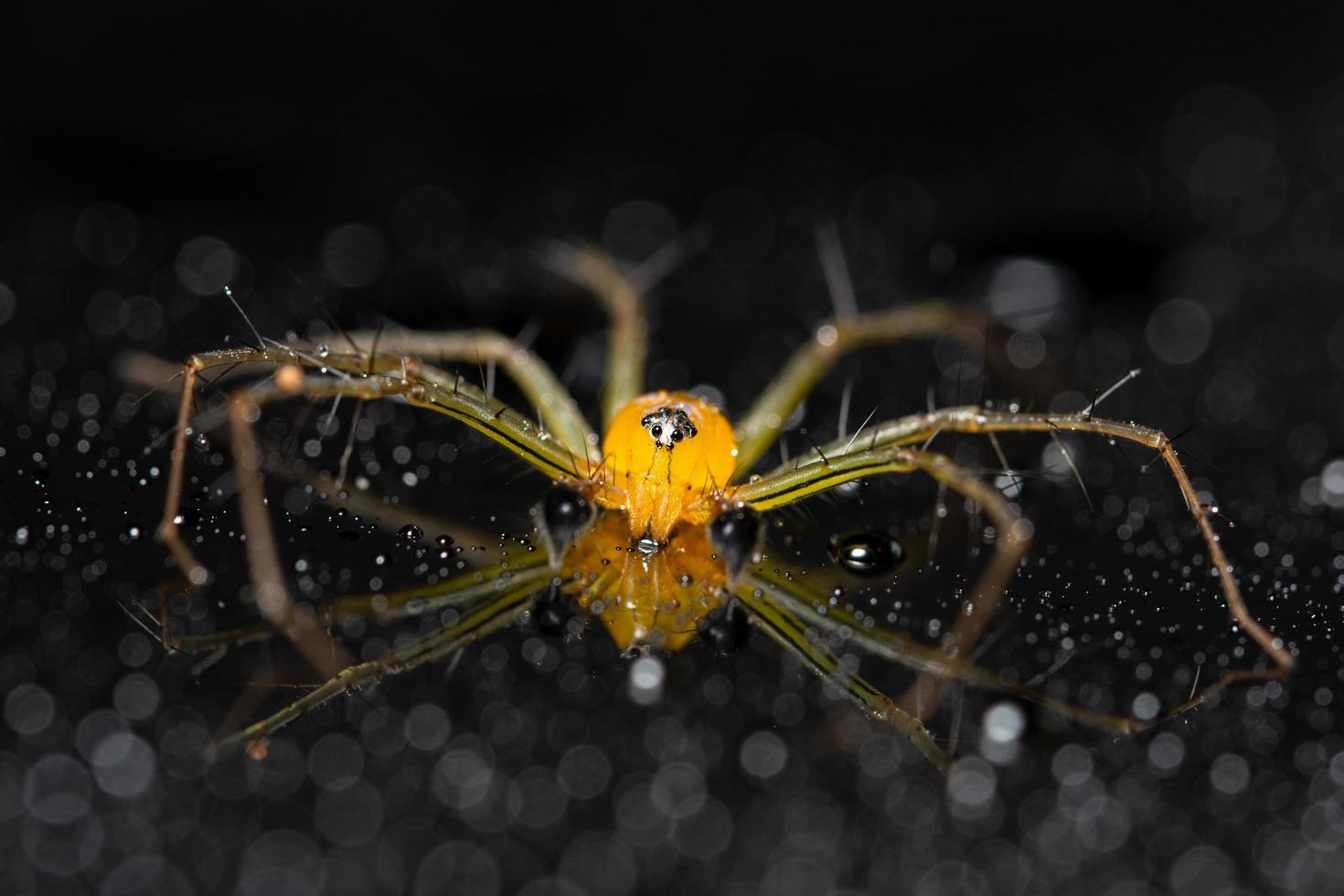 Spinne auf einem reflektierenden Hintergrund foto